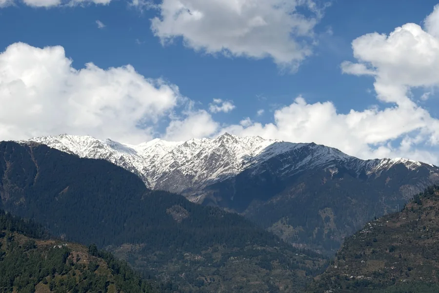 Snow-capped Himalayan peaks above pine forest, seen from Ghar in the Hills in Naggar